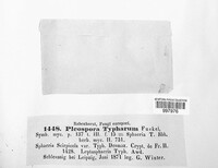 Typhicola typharum image